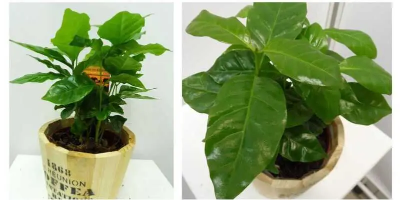 Кофе Арабика Найроби