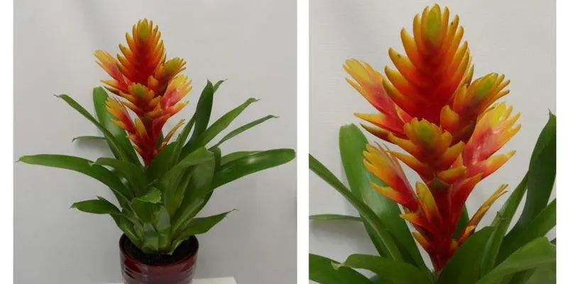 Бромелия Оранж Эдвенча Д12