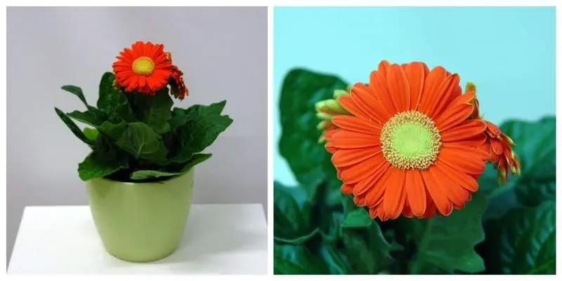 Гербера Рэд Д12