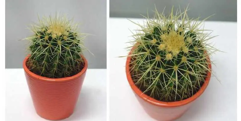 Эхинокактус Грузони Д8