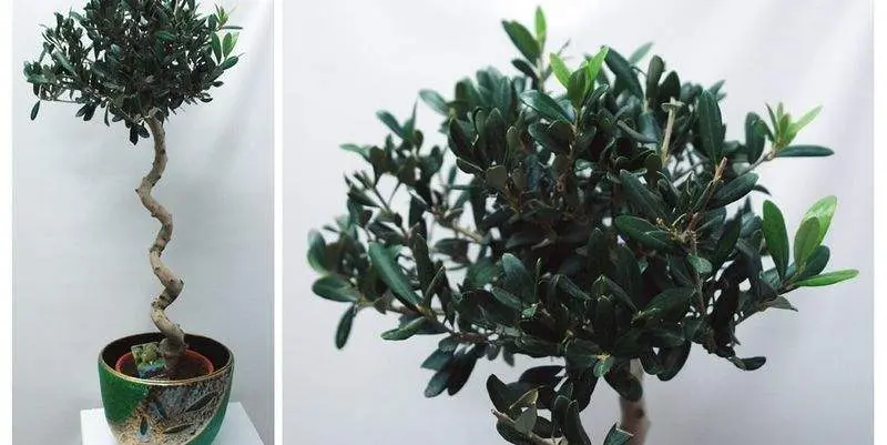 Оливковое Дерево Д17 Н80