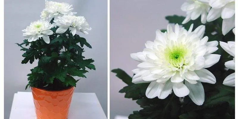 Хризантема Зембла Спрей Д12