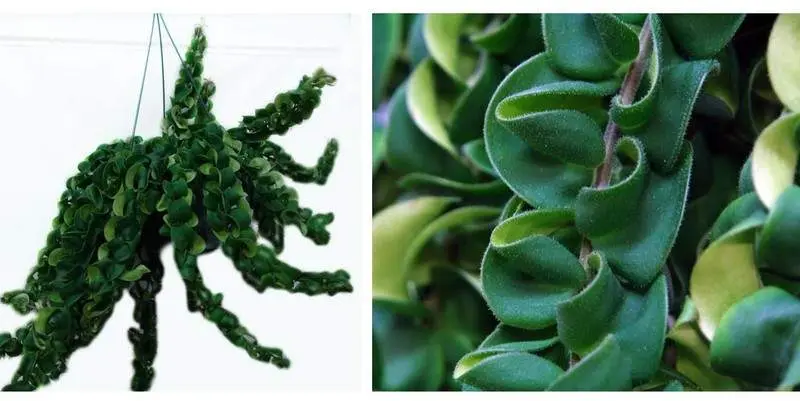 Эсхинантус (подв) Д15 