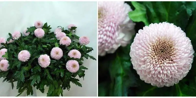 Джорней Дарк